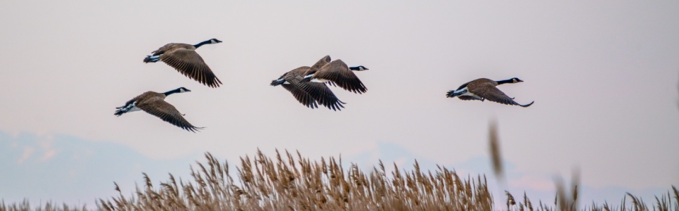 Fragmentation and Habitat Loss